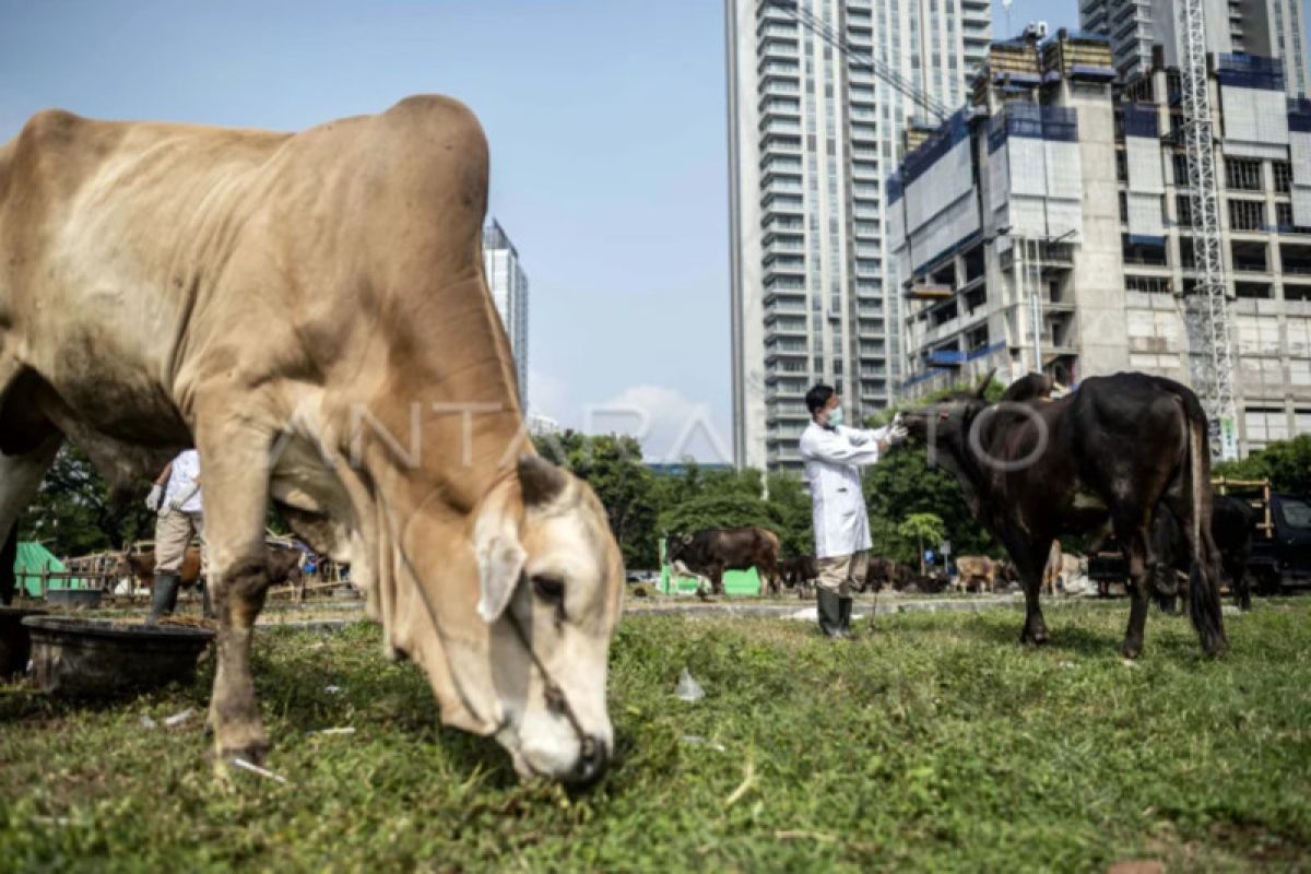 IDEAS: Penting distribusikan hewan kurban hingga ke daerah pelosok