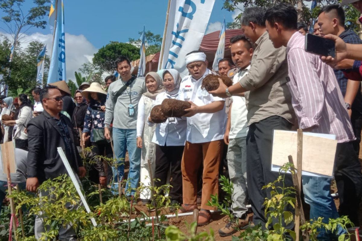 Pemkab Garut targetkan pengembangan tanaman porang di lahan 1.500 ha