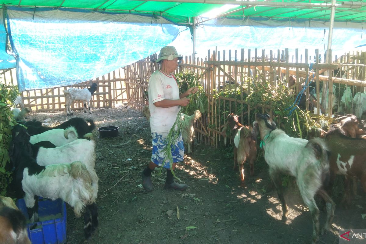 Harga kambing kurban di Kota Denpasar naik Rp100 ribu per ekor
