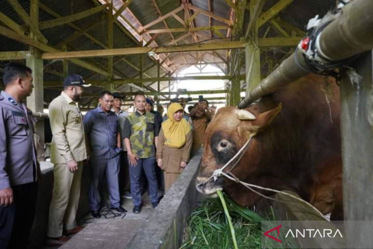 Sah Presiden Jokowi beli "Arjuna" untuk hewan qurban Sumbar