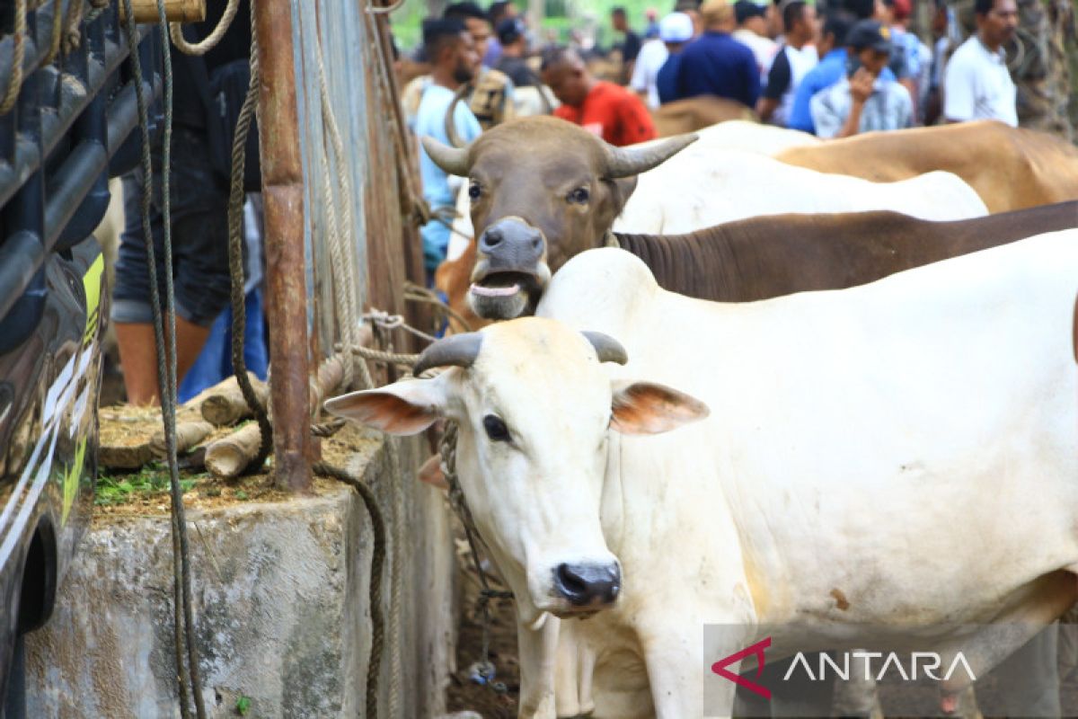 Persediaan hewan kurban di Aceh Tamiang capai 1.722 ekor