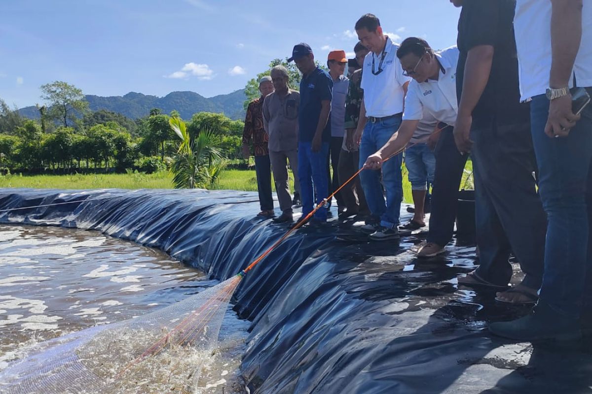 SBA dan masyarakat budi daya udang vaname metode bioflok