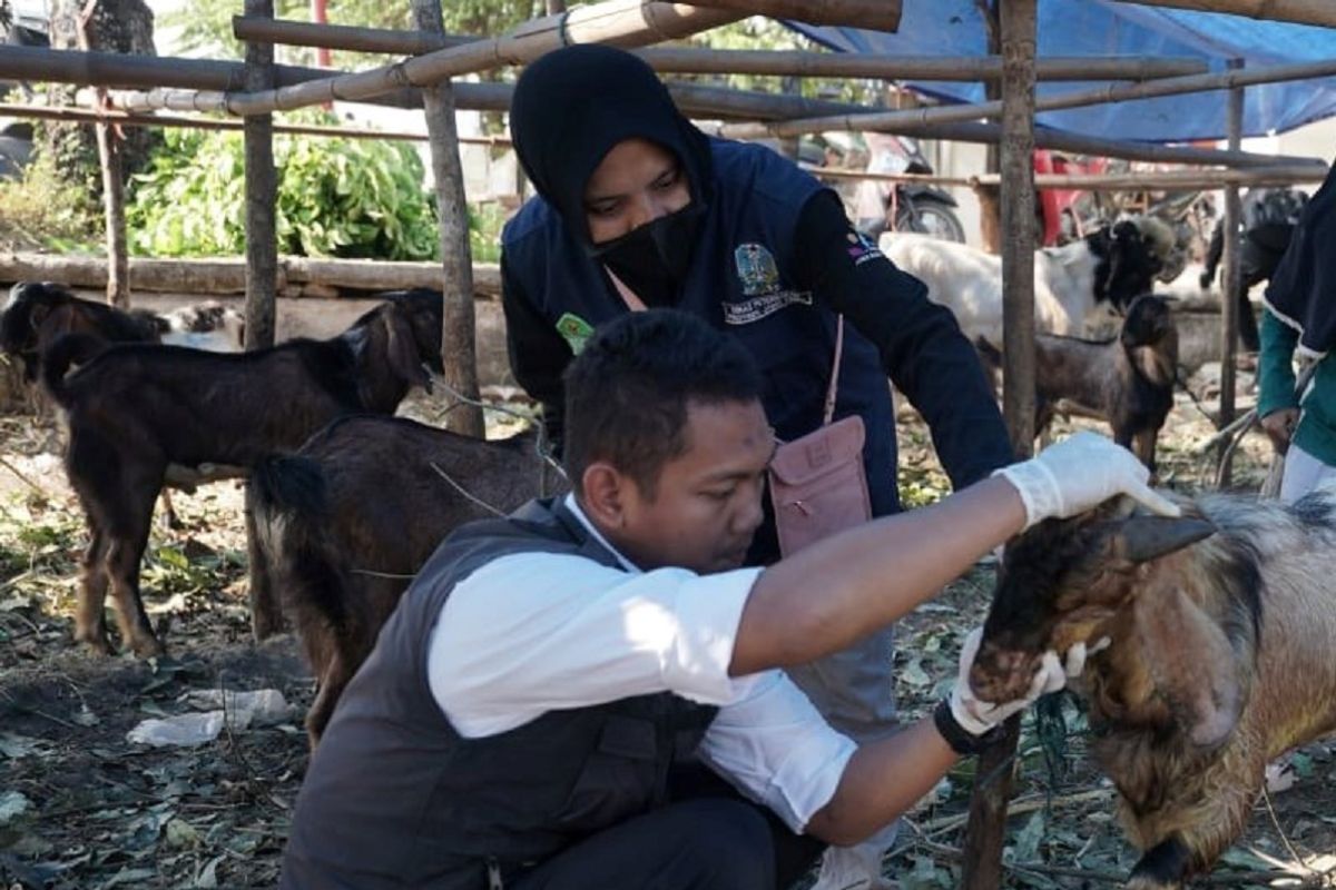 DKPP Kota Madiun periksa hewan kurban hadapi Idul Adha
