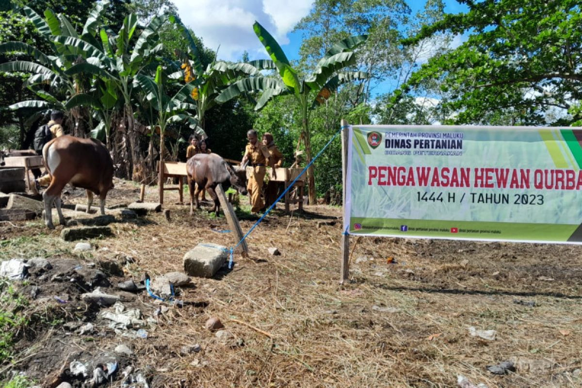 Pemprov Maluku pastikan hewan kurban  penuhi syarat kesehatan