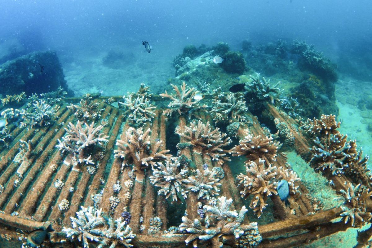 China pertimbangkan sistem akuntabilitas perlindungan laut