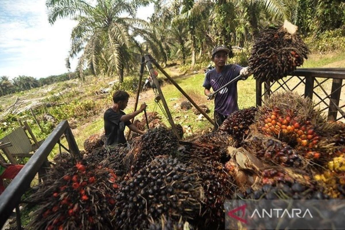 Dewan Minyak Sawit Indonesia usulkan pembentukan badan khusus perkelapasawitan nasional