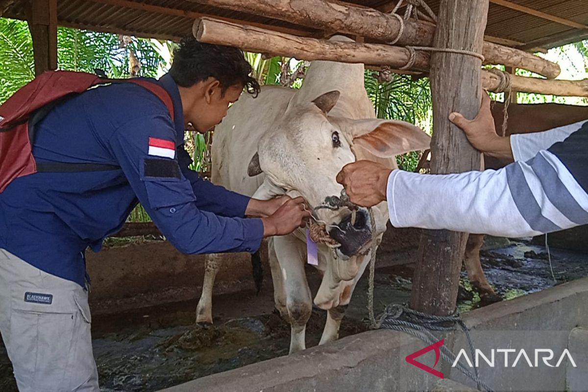 Sebanyak 1.335 ekor hewan qurban di Batanghari untuk Idul Adha