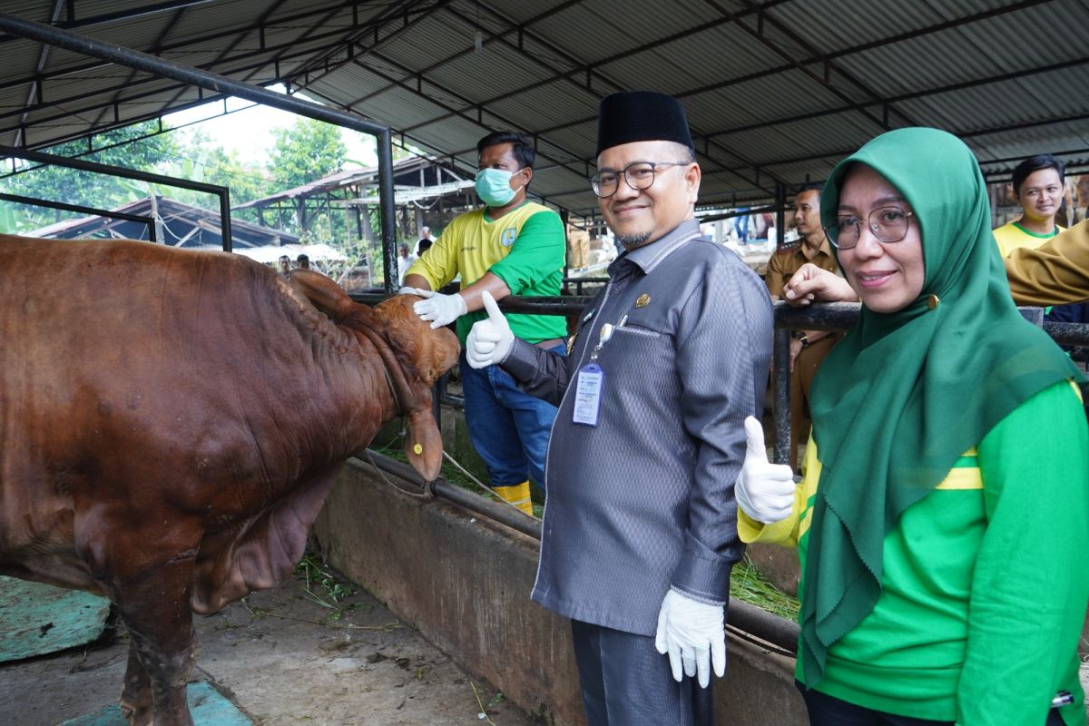 Pemkot Jambi periksa kesehatan 4.128 hewan kurban