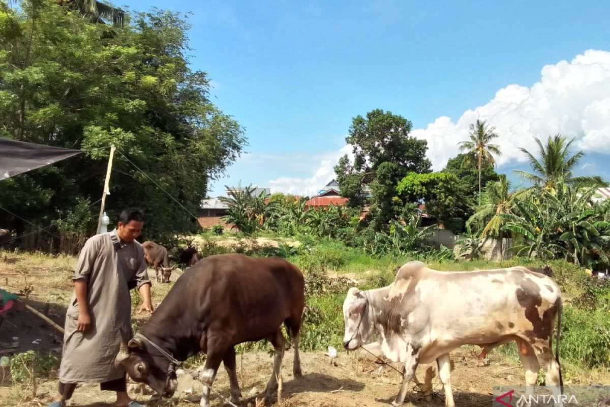 Disbunnak Sulteng: Jumlah pemotongan hewan kurban sebanyak 8.000 ekor