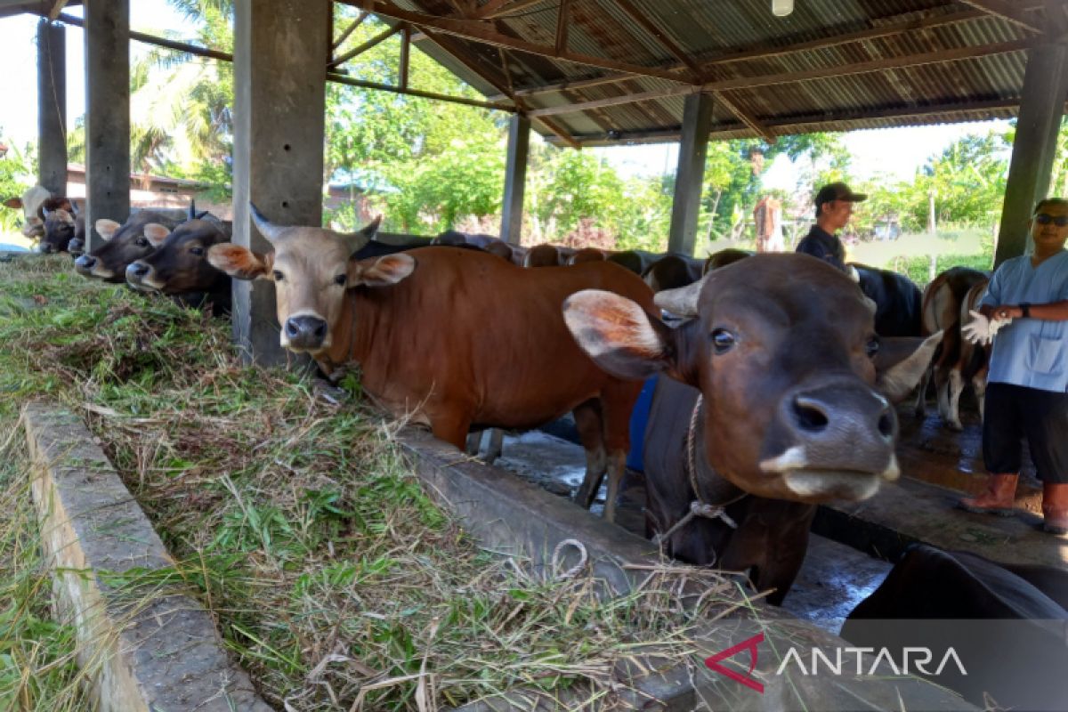 Pemkot salurkan 61 ekor hewan kurban ke sejumlah masjid di Bengkulu