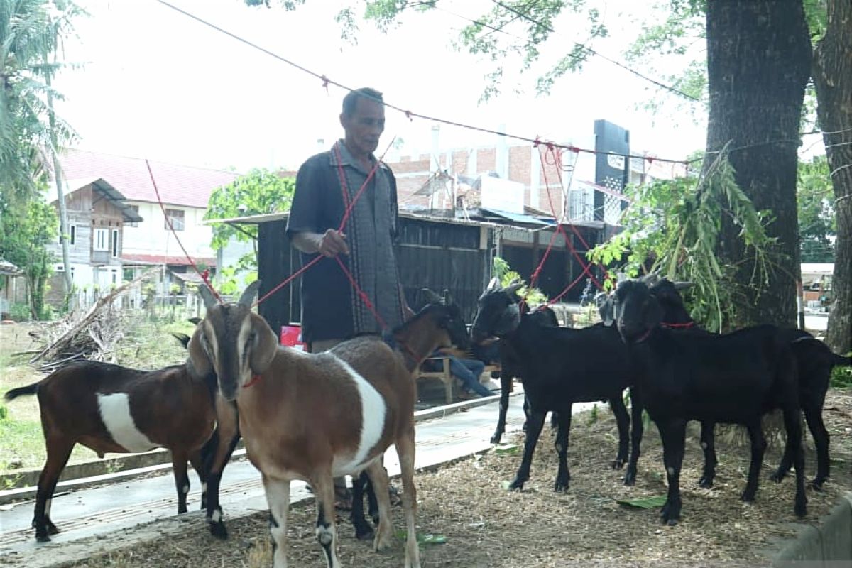 Peternak Banda Aceh jual hewan kurban di trotoar demi menggaet pembeli
