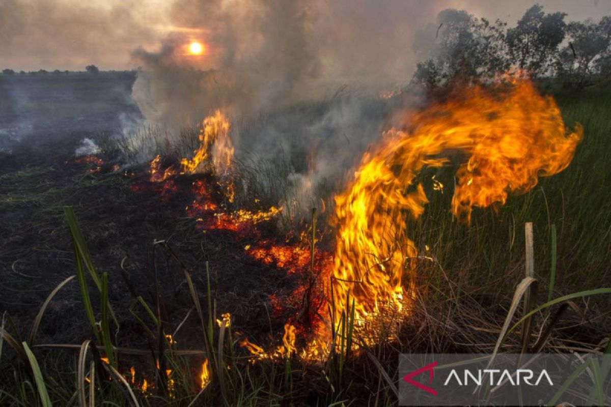 Kebakaran Hutan Dan Lahan Di Kalsel Semakin Meluas - ANTARA News