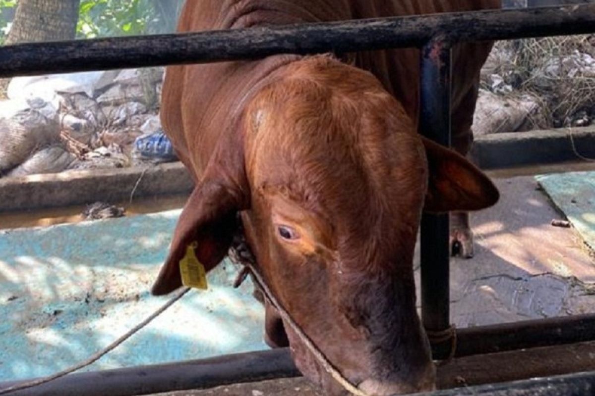 Kurban sapi bantuan Presiden disembelih di Kabupaten Merangin