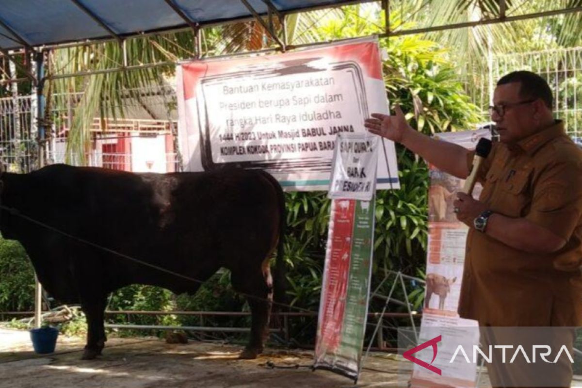 Masjid Babul Jannah Sorong terima bantuan sapi kurban dari Presiden Jokowi