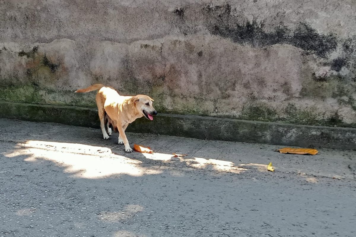 Distan Mataram mengimbau warga lapor kasus gigitan anjing