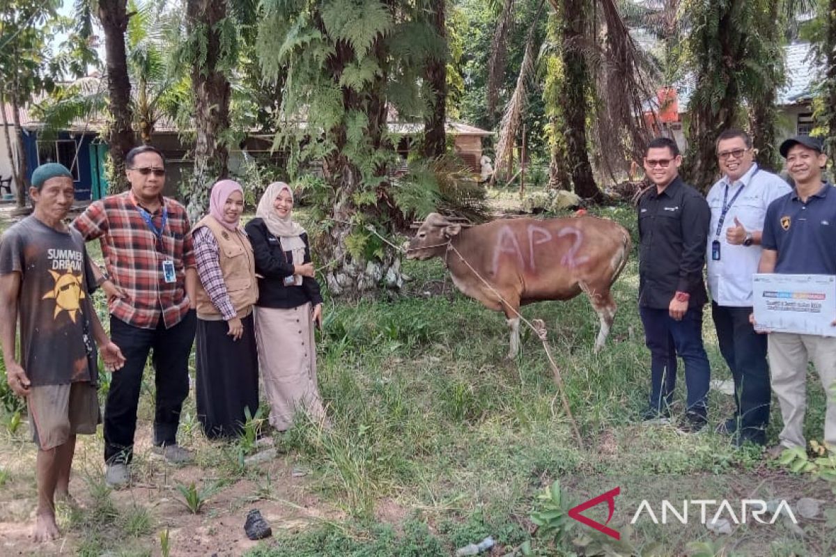 AP II serahkan bantuan sapi kurban di Sungai Raya