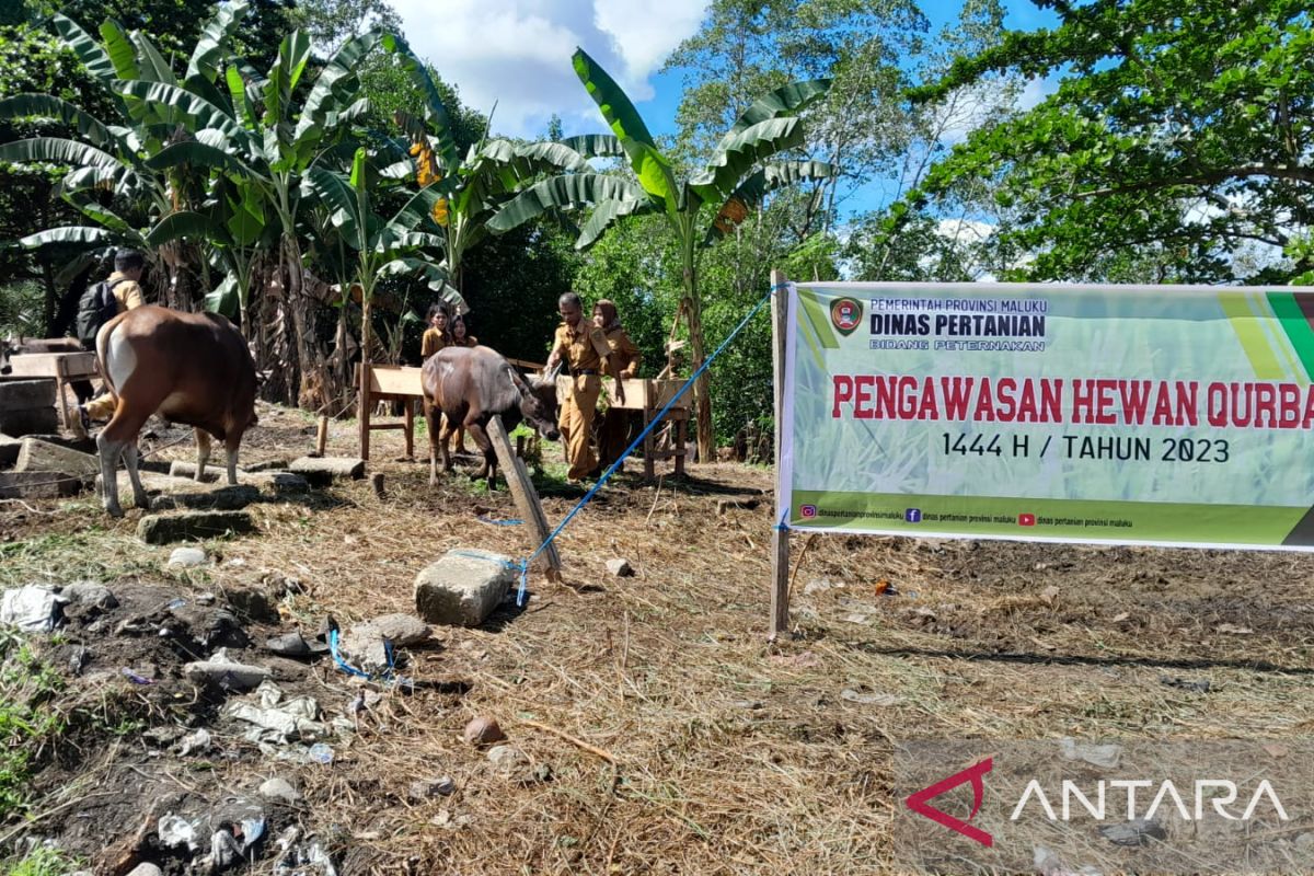 Pemprov Maluku pastikan hewan kurban yang disembelih  penuhi syarat kesehatan