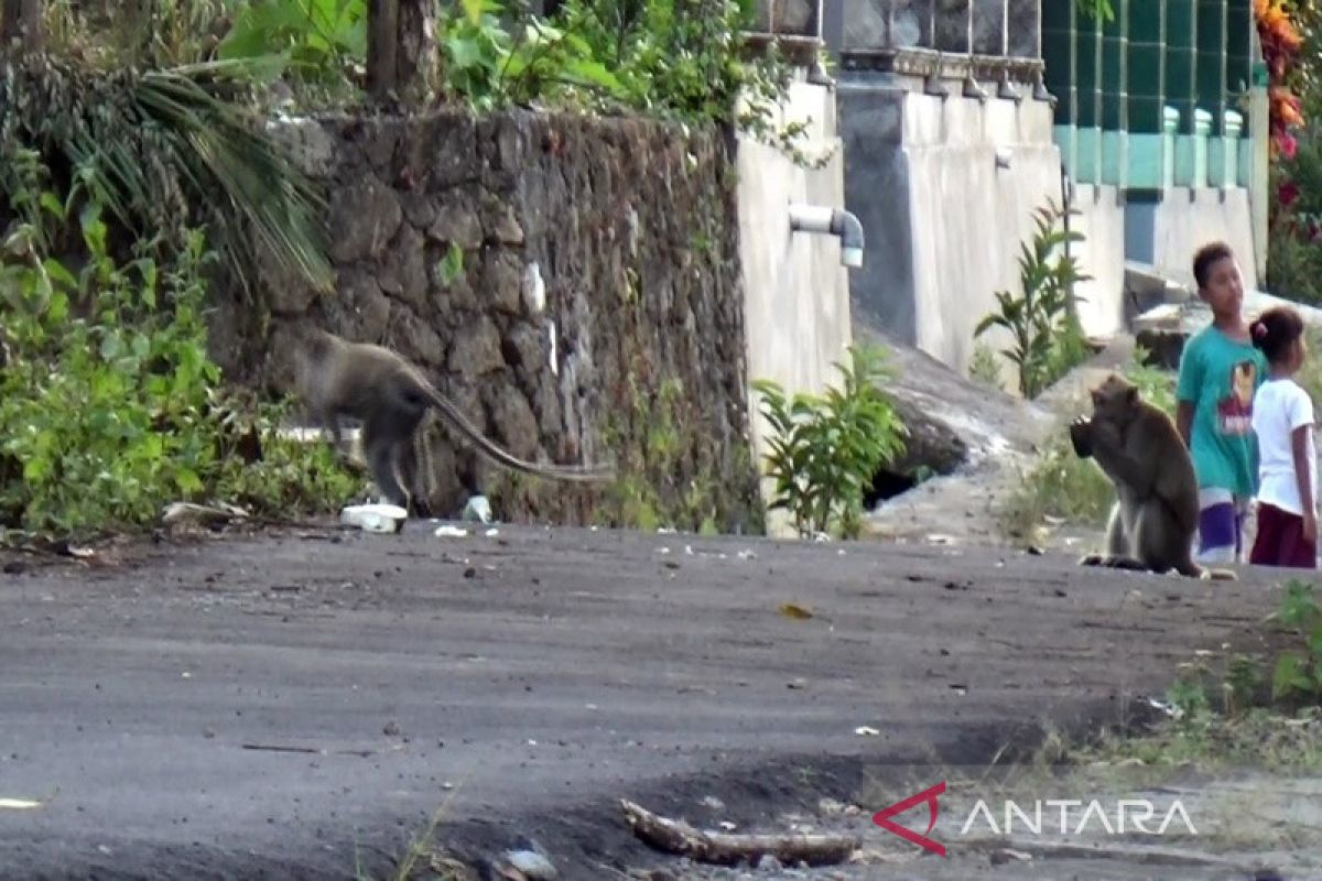 Kawanan kera masuk permukiman warga desa di Sukoharjo