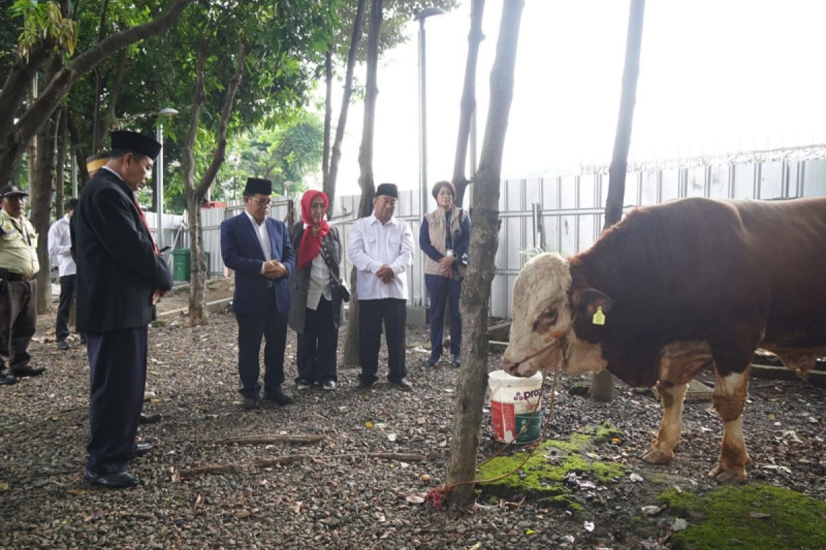 Kemenag serahkan sapi bantuan Menag untuk Masjid Istiqlal