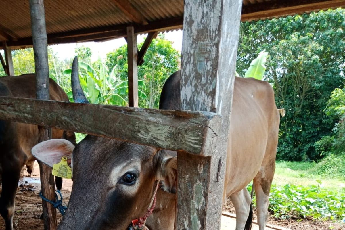 Bangka Tengah turunkan tim pantau pemotongan hewan kurban