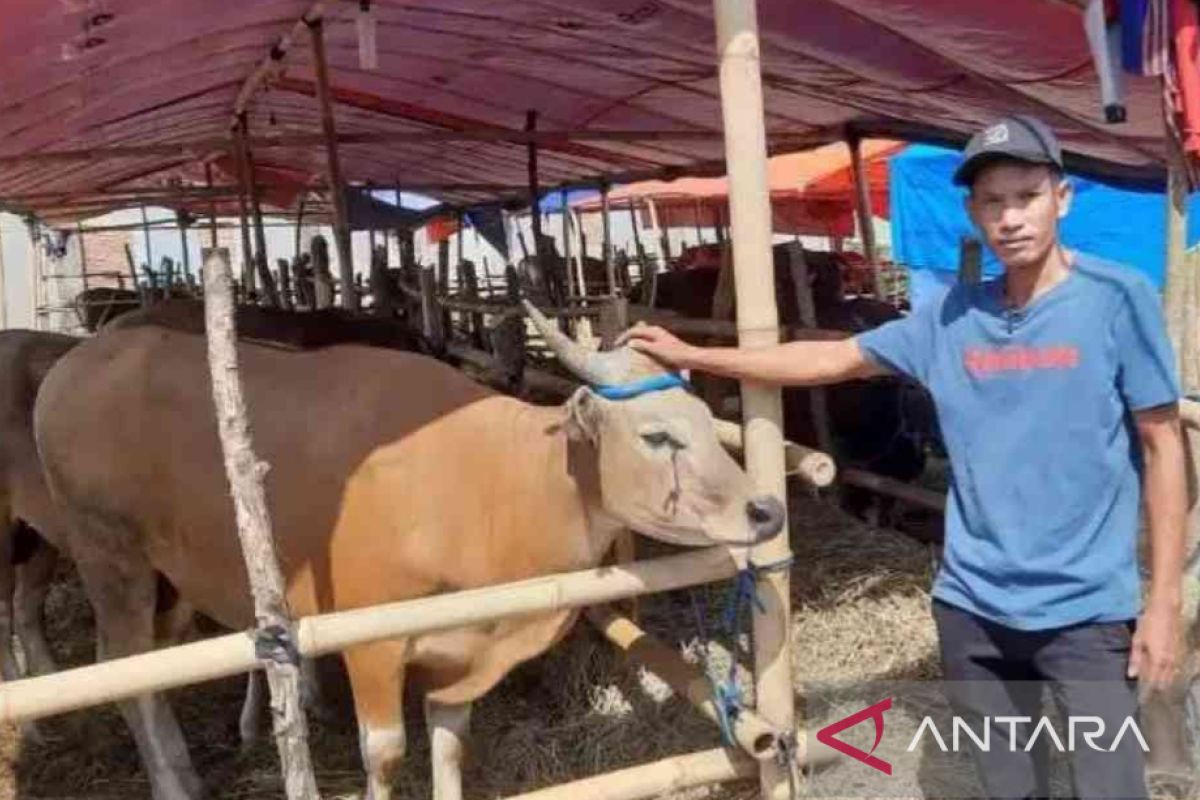 Penjualan hewan kurban di Kabupaten Bekasi lesu
