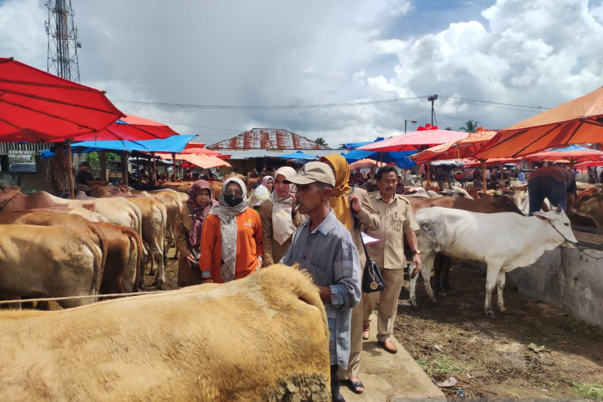 Pemkab Solok sediakan 37 ekor sapi saat Hari Raya Kurban 1444 Hijriah