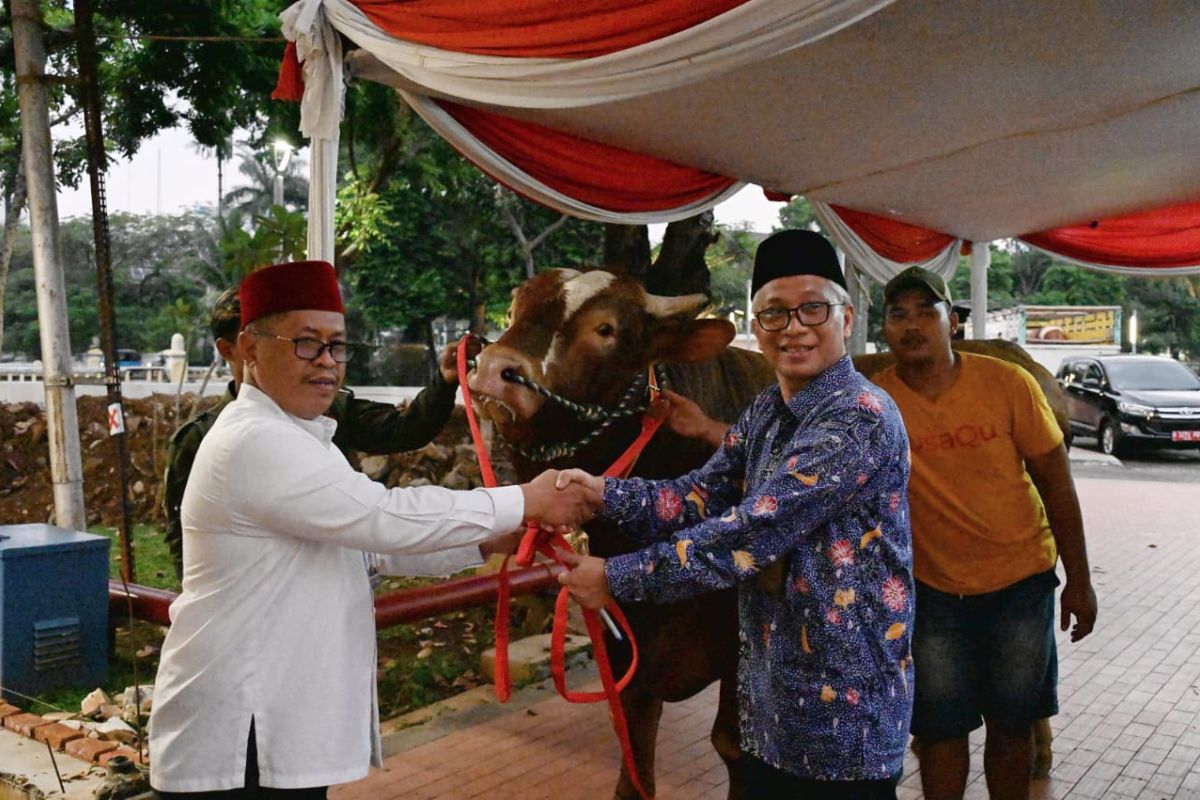 Wapres Ma'ruf Amin serahkan sapi kurban satu ton lebih ke Masjid Istiqlal