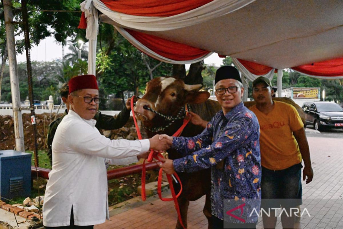 Wakil Presiden serahkan sapi kurban satu ton lebih ke Masjid Istiqlal