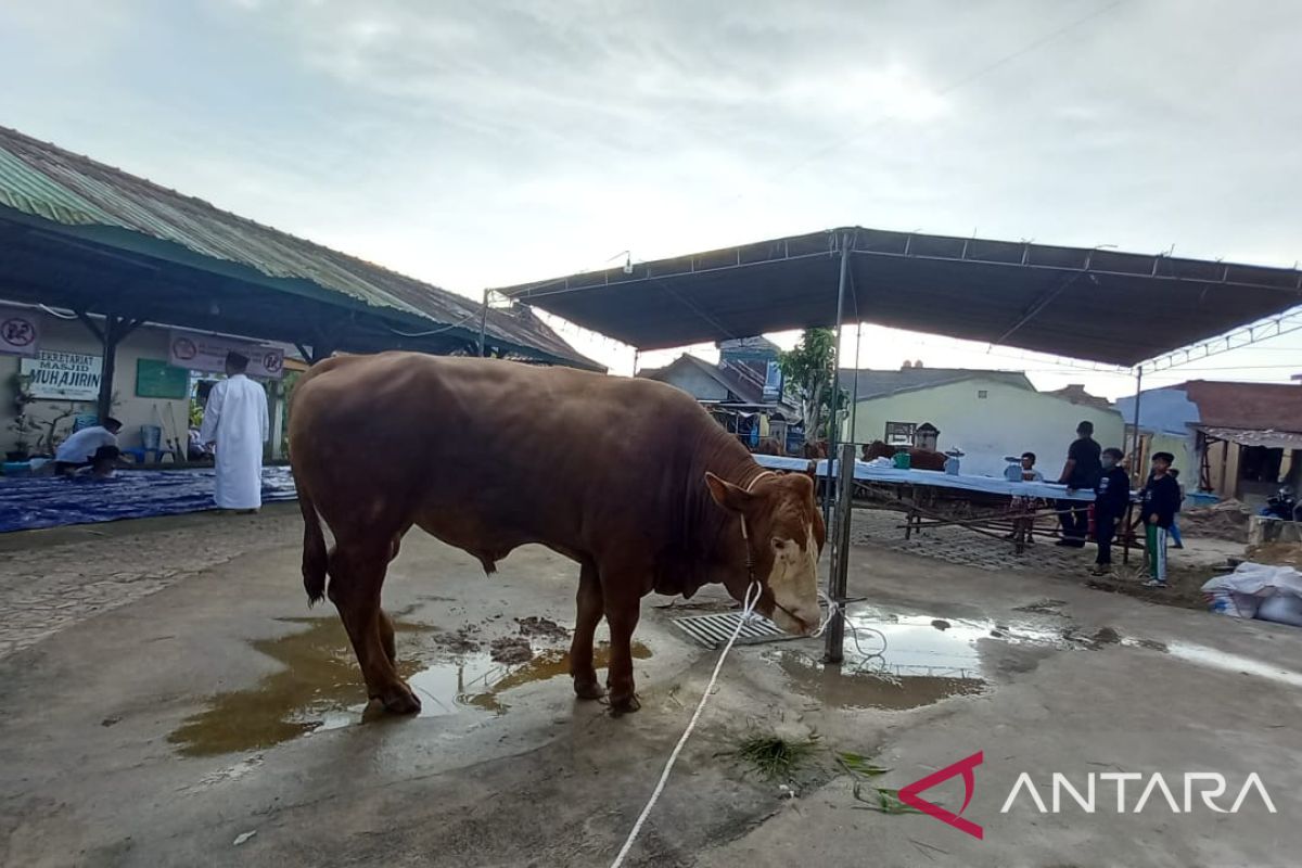 Masjid Muhajirin Pangkalpinang potong 15 hewan kurban