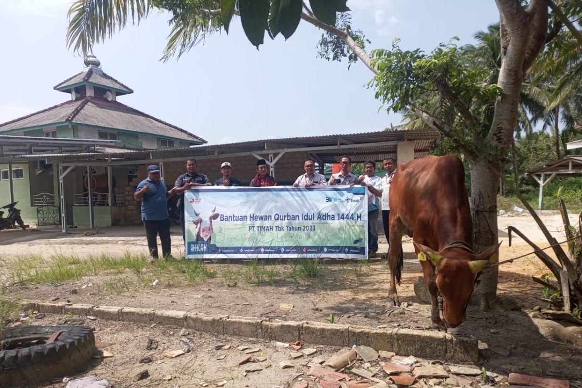 Idul Adha 1444 Hijriah, PT Timah Tbk Serahkan Puluhan Ekor Hewan Kurban ke Kabupaten Bangka Barat