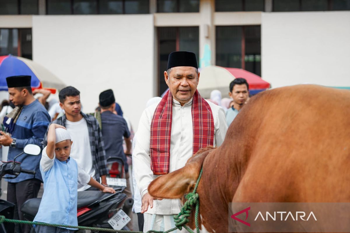 Bupati Solok kurbankan satu ekor sapi seberat 850 kilogram di Hari Raya Kurban