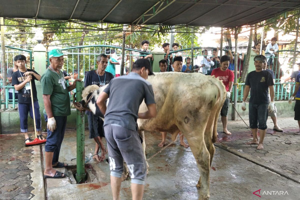 Masjid Jami Tebet Timur bagikan 1.800 kantung daging kurban hari ini