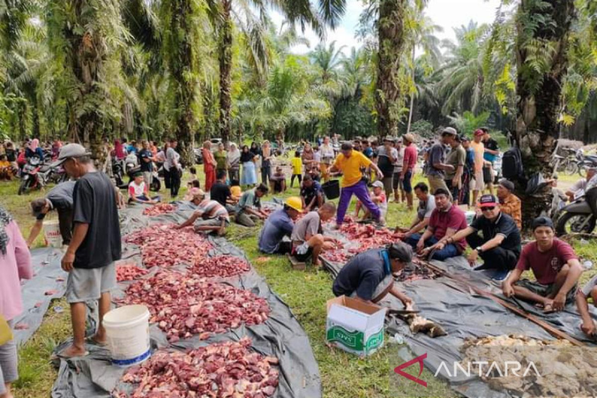 Hewan Kurban warga Mukomuko mencapai 908 ekor