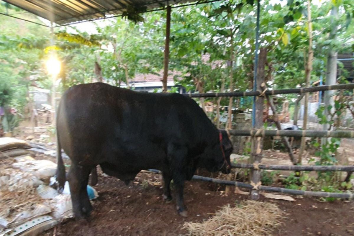 Sapi kurban bantuan Presiden diserahkan di Singkil Gunungkidul