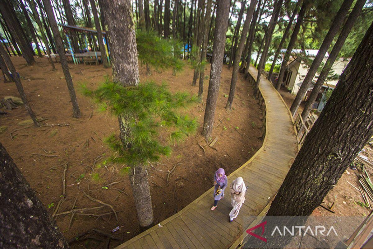 Situs Geopark Meratus Pulau Pinus