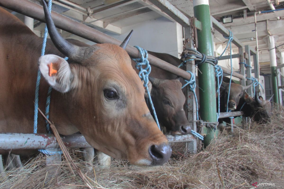 NTT kirim 21.118 ekor sapi untuk Idul Adha