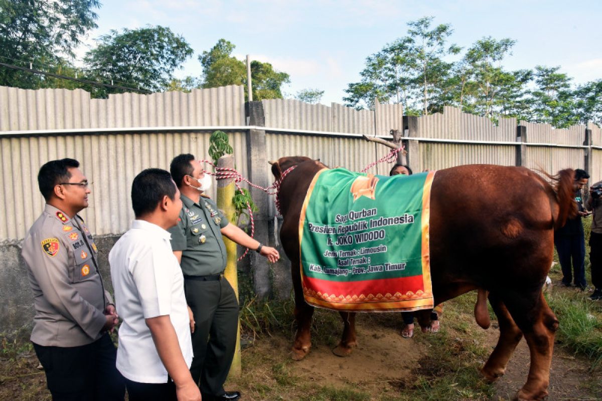 Presiden Jokowi beli sapi kurban seberat 1,1 ton dari peternak Lumajang