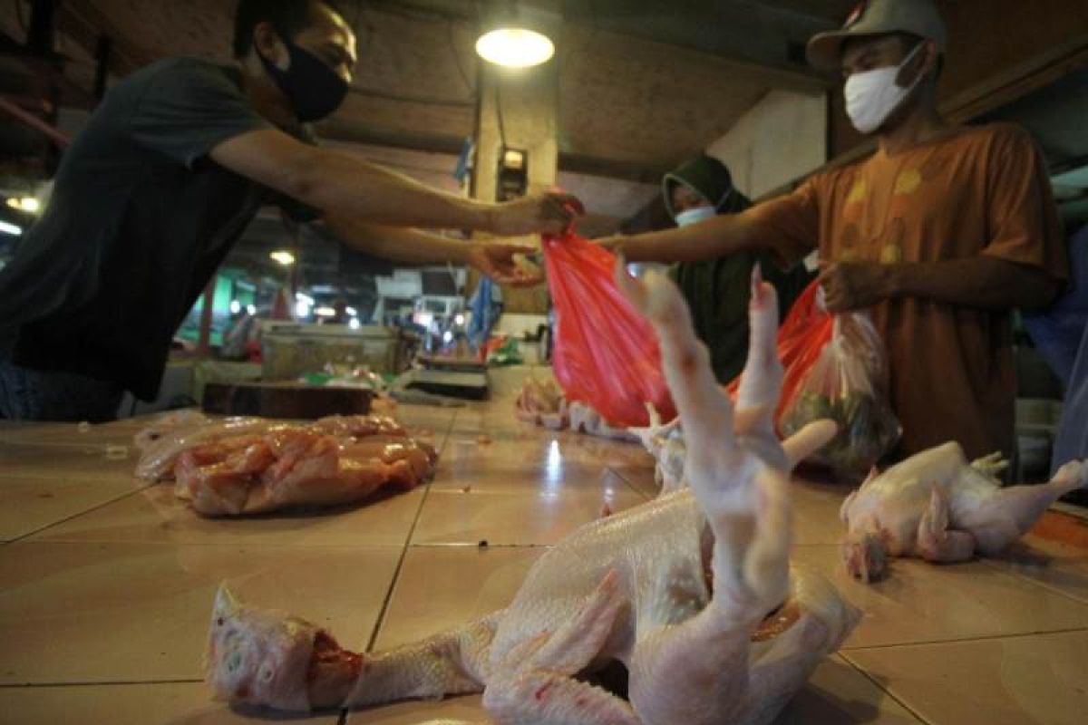 Harga daging ayam di Depok capai Rp60 ribu per ekor