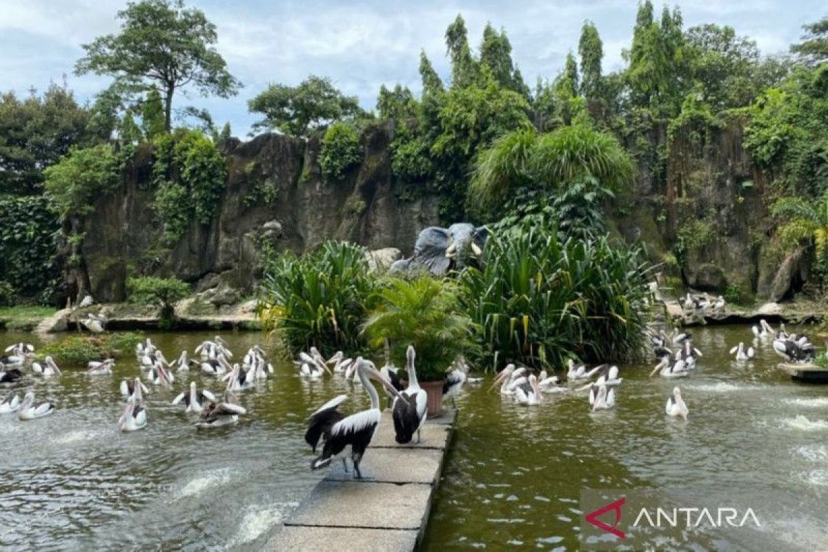 Sekitar 5.000 wisatawan kunjungi Margasatwa Ragunan, Jakarta Selatan pada libur Idul Adha