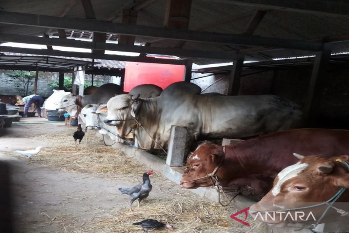 Harga hewan kurban sapi di Boyolali naikRp15.000/kg