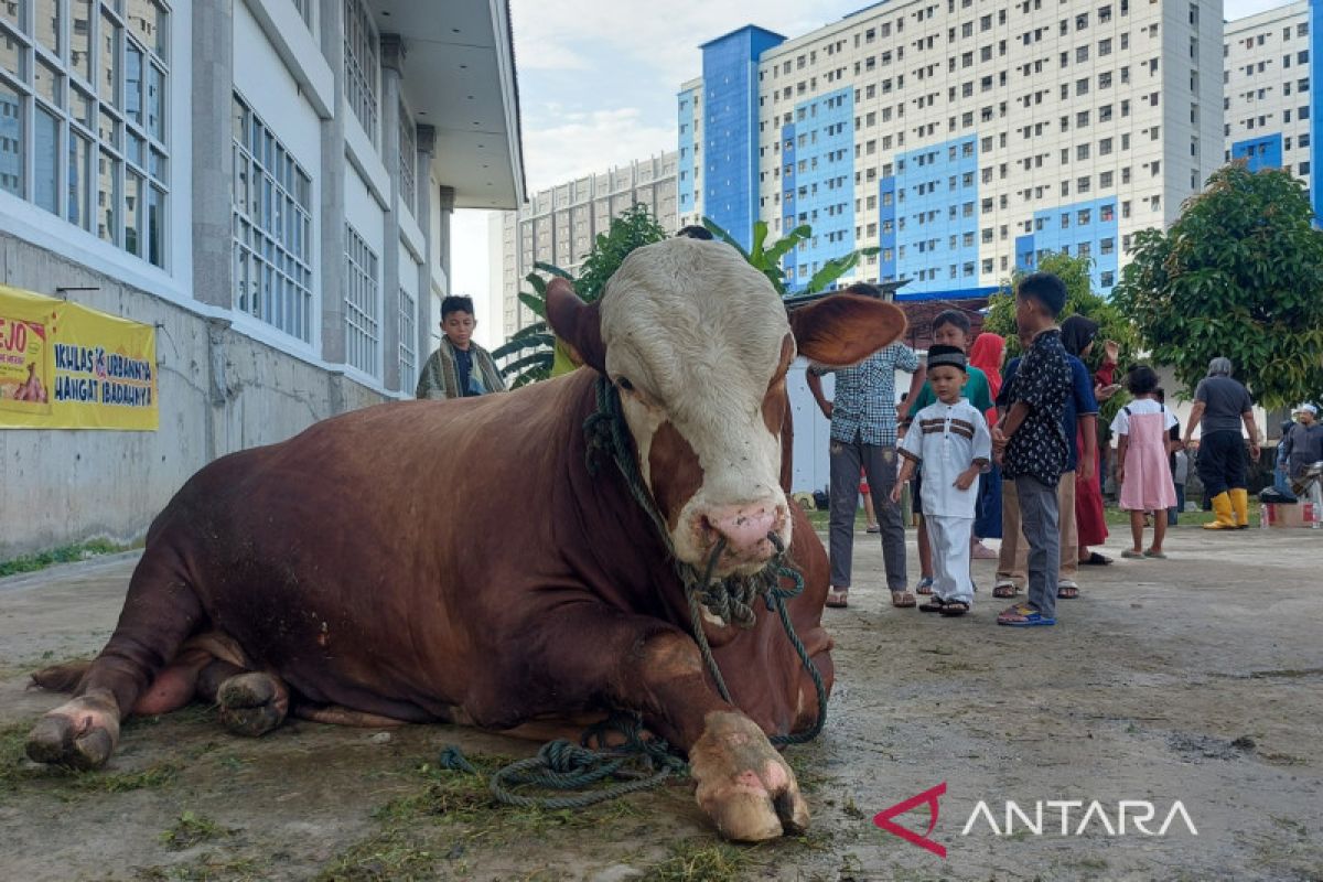 Presiden Joko Widodo hingga Polri sumbang sapi kurban Masjid KH Hasyim Asy'ari Jakarta