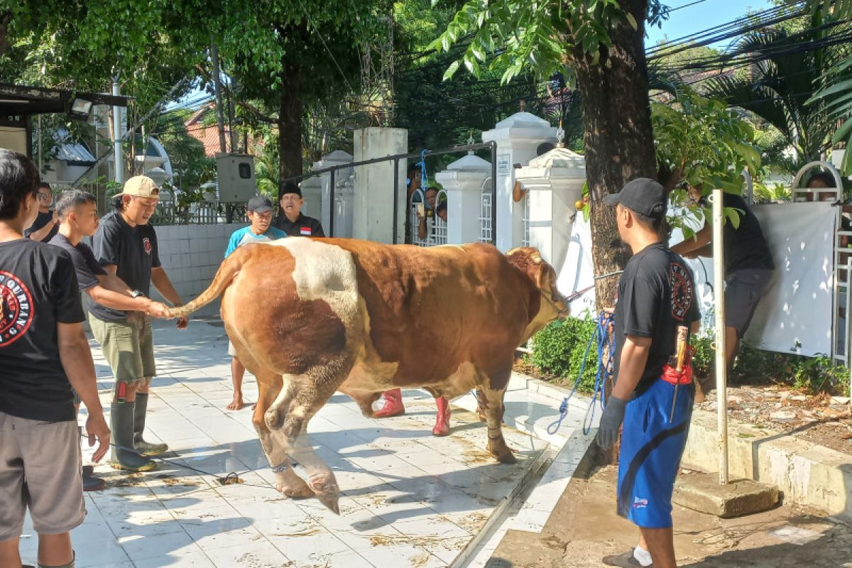 Sebanyak 76 hewan kurban disembelih di Masjid Agung Sunda Kelapa