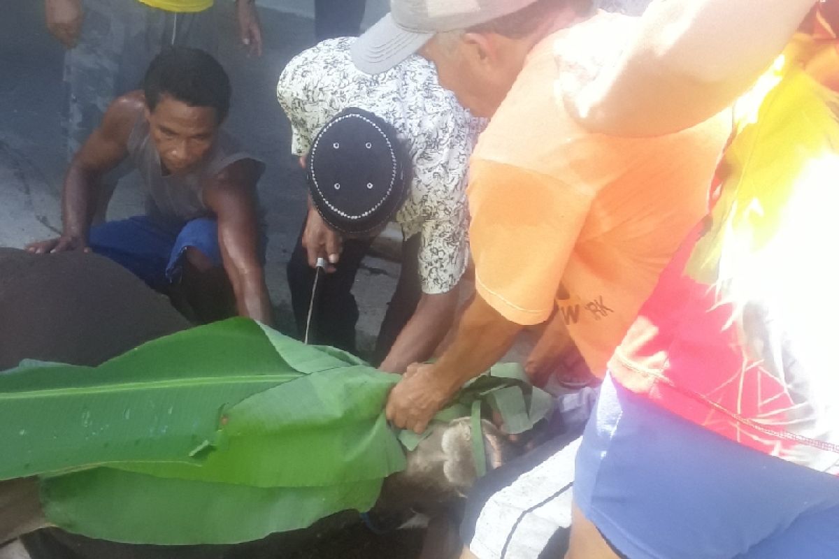 Pemkab Biak salurkan empat sapi kurban hari raya Idul Adha