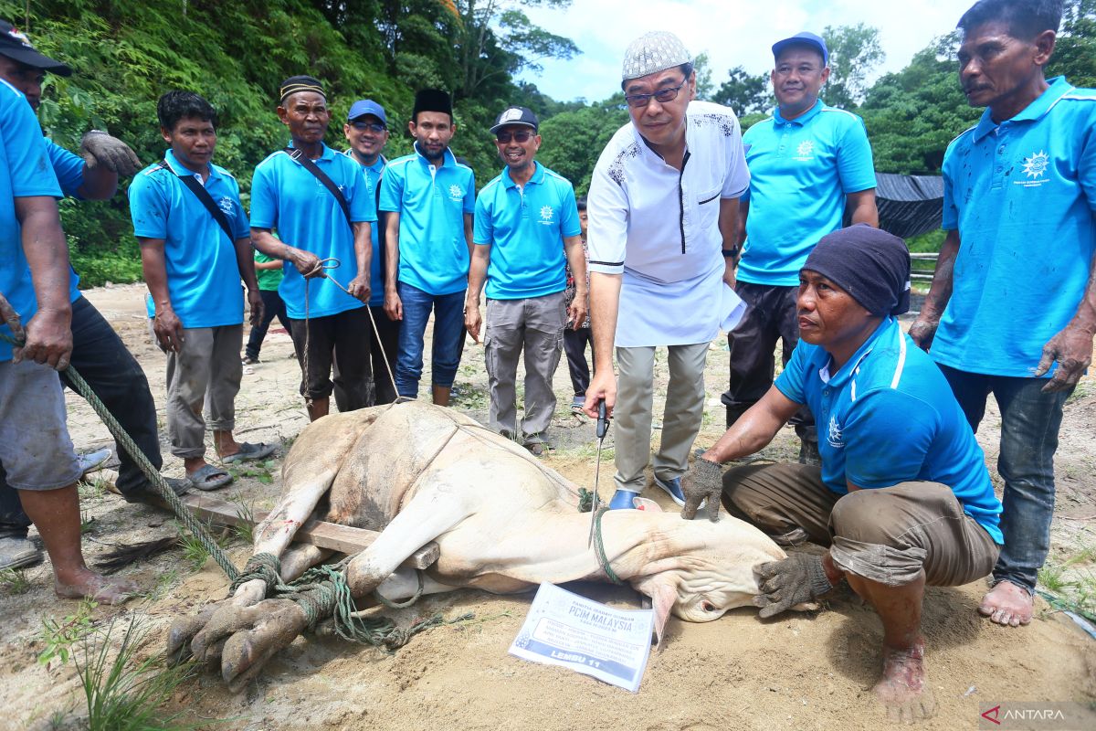Muhammadiyah di Malaysia kurban puluhan lembu dan kambing di Idul Adha 1444 H
