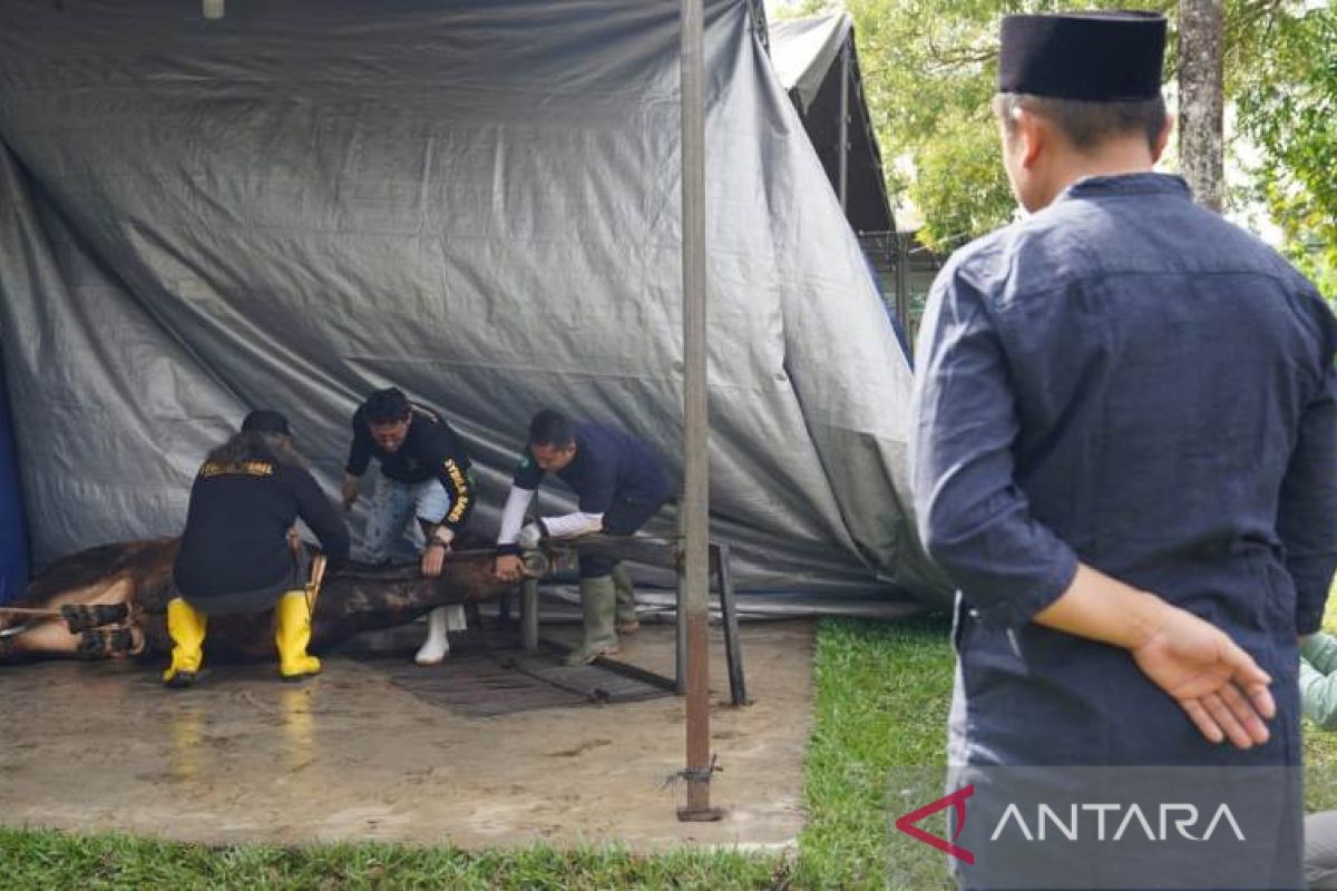 Dirut PT Timah kurban sapi di Masjid Al Furqon Pangkalpinang