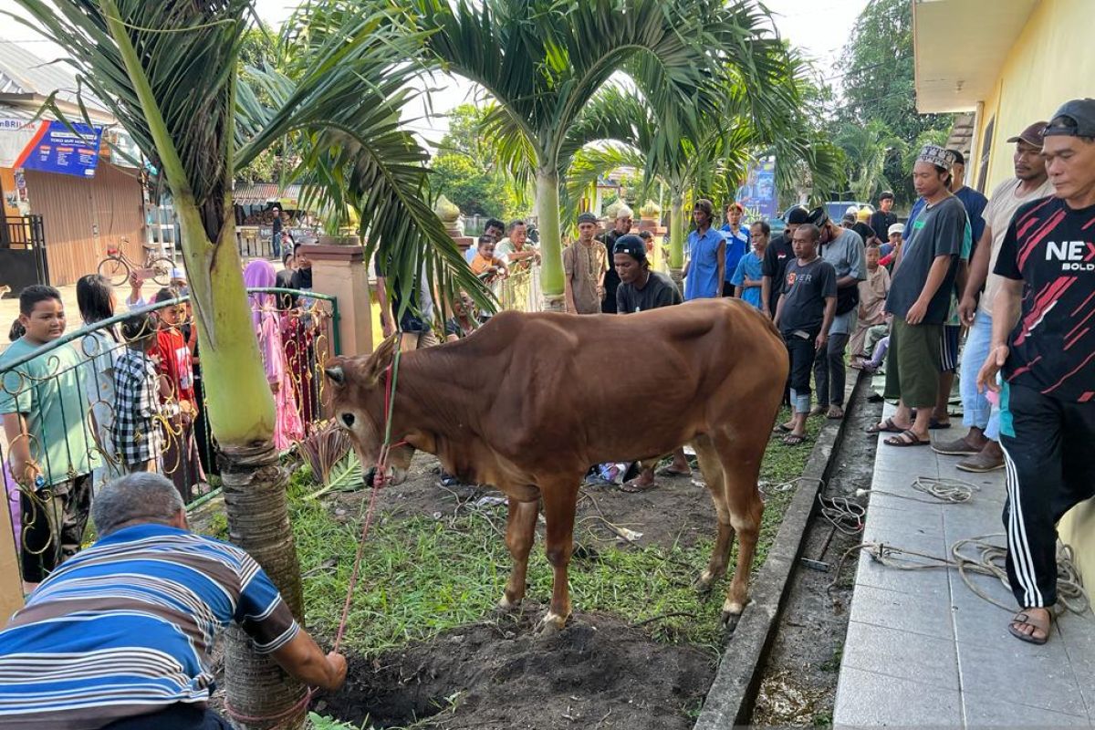 Prabowo Subianto dan Melati Erzaldi salurkan sapi kurban di Belitung