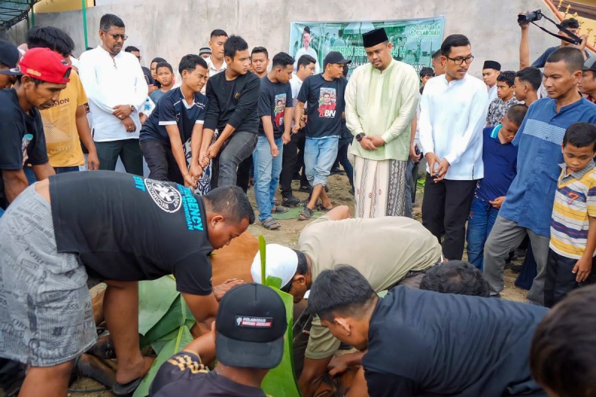 Bobby Nasution berserta keluarga kurban dua sapi di rumah kolaborasi
