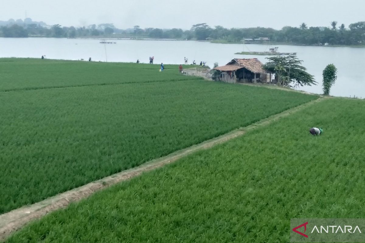 Bupati Subang: Perbup  jaga  areal sawah  dari alih fungsi lahan