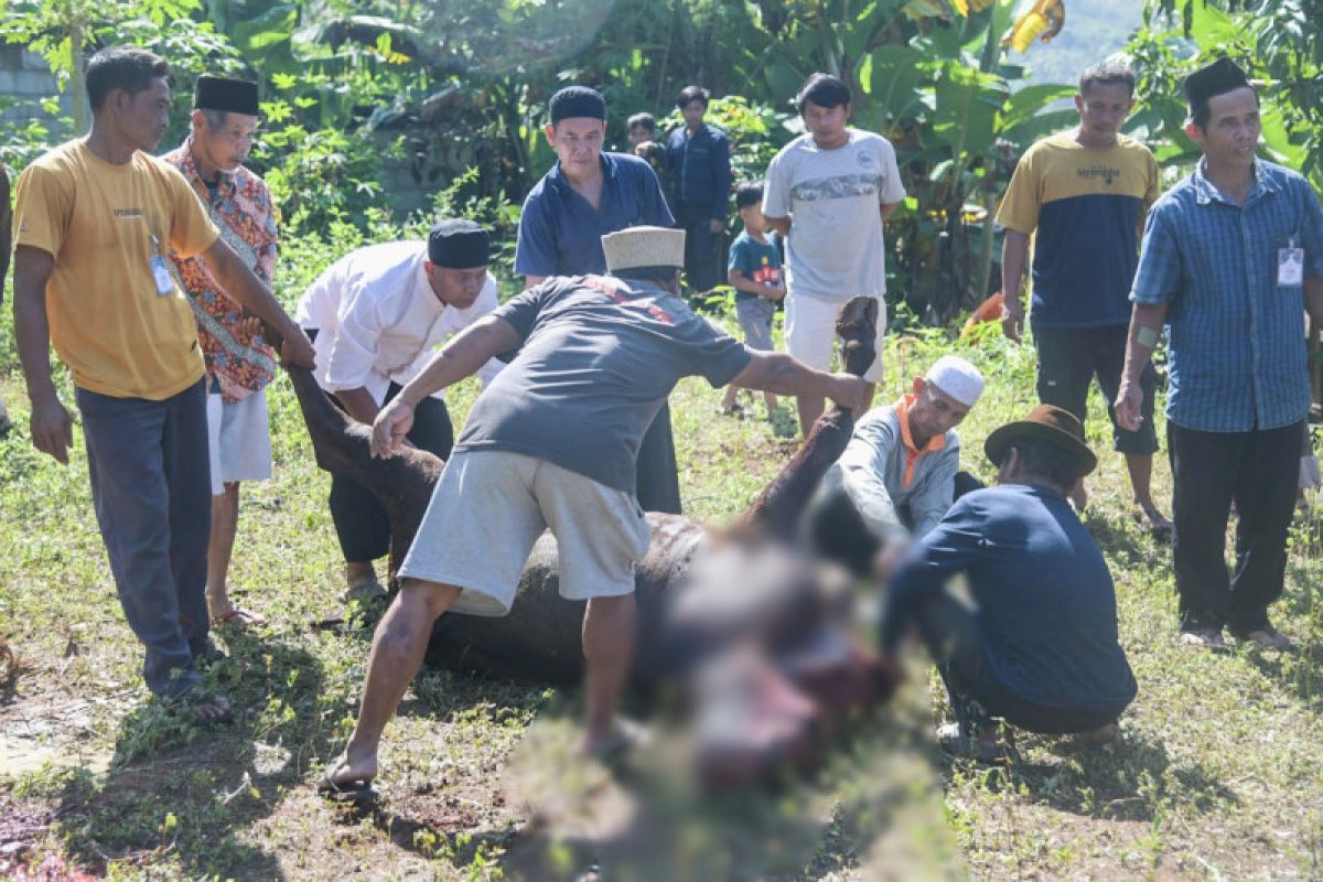 Pemkab Purwakarta potong 568 hewan kurban pada Idul Adha