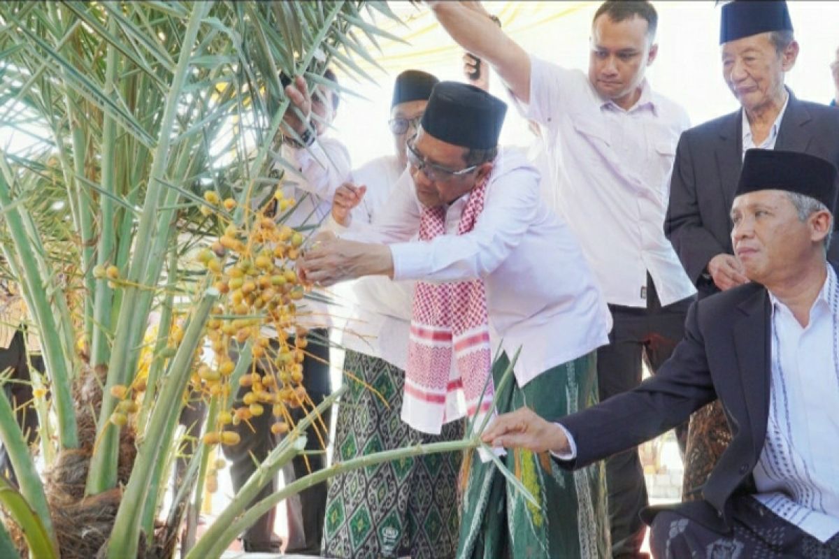 Pohon kurma MAJT berbuah lebat, Mahfud MD panen perdana